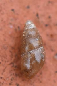 Cochlicopa lubrica