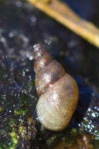 Potamopyrgus antipodarum