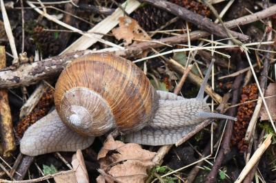 Escargot de Bourgogne
