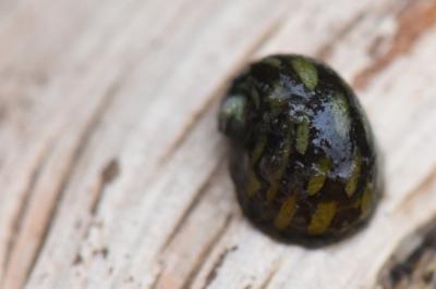 Theodoxus fluviatilis