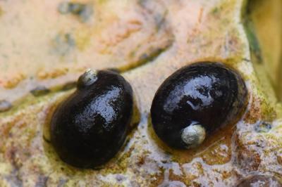 Theodoxus fluviatilis