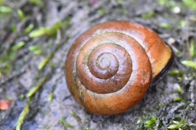 Escargot des haies