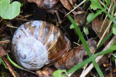 Escargot de Bourgogne