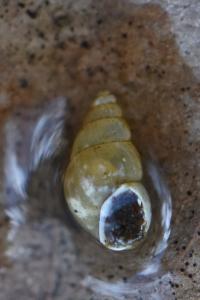 Potamopyrgus antipodarum