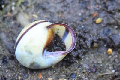 Escargot des haies