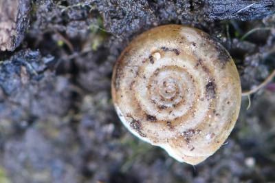 Planorbe tourbillon