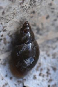 Limnée des étangs