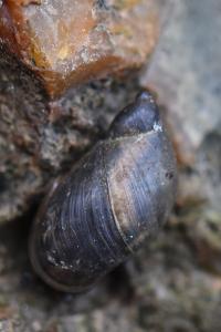Ambrette élégante