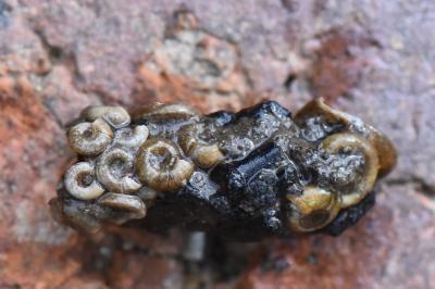 Bathyomphalus contortus