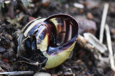 Escargot des haies