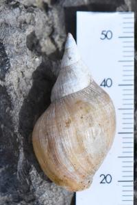 Grande limnée