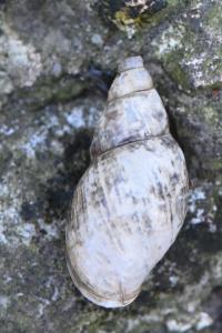Limnée des étangs