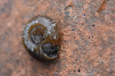 Bathyomphalus contortus