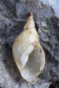 Lymnaea stagnalis