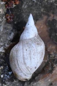 Grande limnée