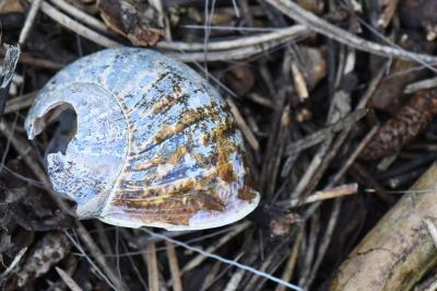 Escargot petit-gris