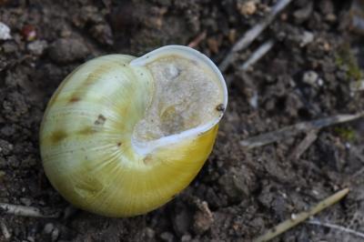 Escargot des jardins