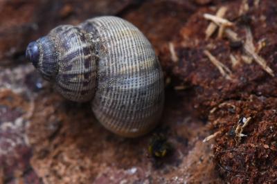 Pomatias elegans