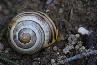 Escargot des haies