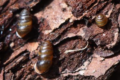 Maillot commun