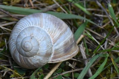 Helix pomatia