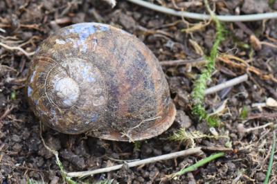 Escargot petit-gris