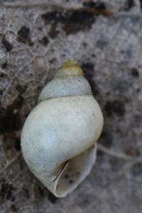 Bithynia tentaculata