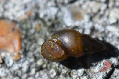 Potamopyrgus antipodarum