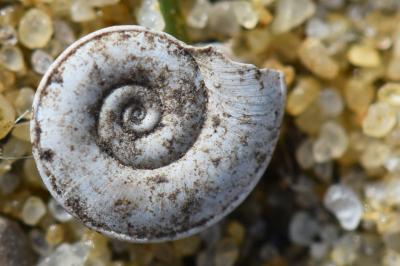 Planorbe carénée