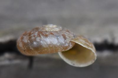 Aegopinella nitens