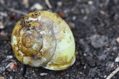 Escargot des jardins