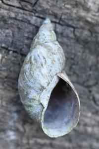 Limnée des étangs