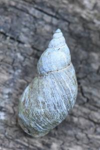 Limnée des étangs