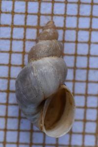 Limnée épaulée