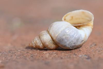 Galba truncatula
