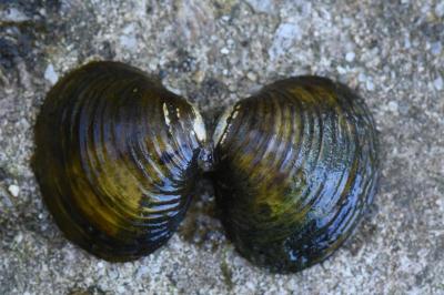 Corbicule asiatique