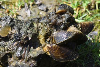 Moule zébrée