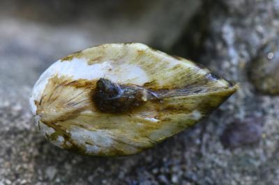 Moule zébrée