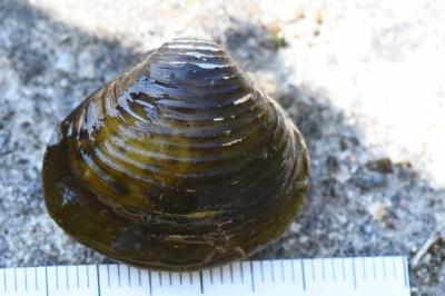 Corbicule asiatique