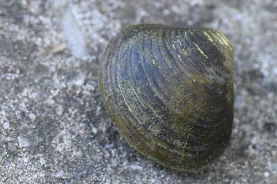 Corbicula fluminea
