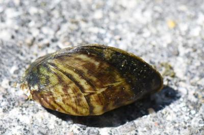 Moule zébrée