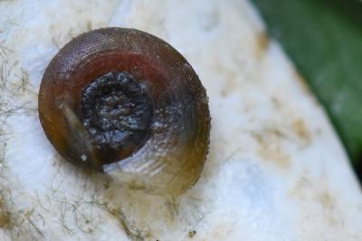 Planorbine poilue