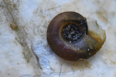 Planorbine poilue