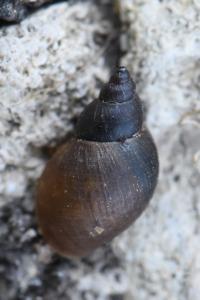 Limnée des étangs