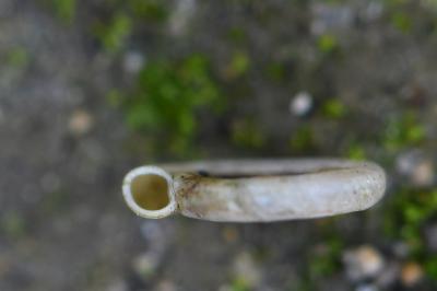 Planorbe des fossés