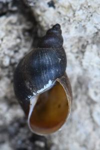 Stagnicola palustris
