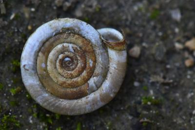 Planorbe des fossés