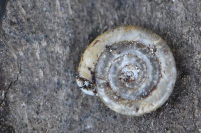 Planorbe des fossés
