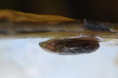 Hippeutis complanatus