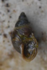 Limnée épaulée